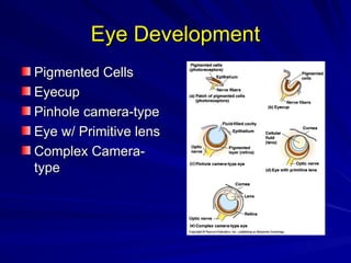Eye Development
Eye Development
Pigmented Cells
Pigmented Cells
Eyecup
Eyecup
Pinhole camera-type
Pinhole camera-type
Eye w/ Primitive lens
Eye w/ Primitive lens
Complex Camera-
Complex Camera-
type
type
 