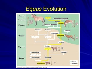 Equus
Equus Evolution
Evolution
 