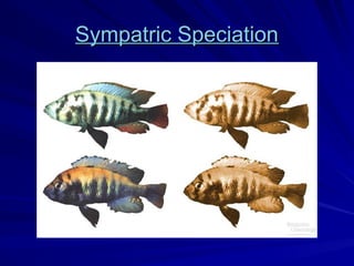 Sympatric Speciation
Sympatric Speciation
 
