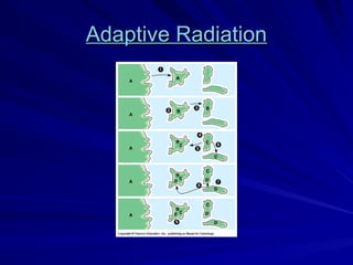 Adaptive Radiation
Adaptive Radiation
 