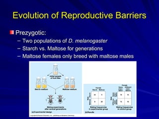 Evolution of Reproductive Barriers
Evolution of Reproductive Barriers
Prezygotic:
Prezygotic:
– Two populations of
Two populations of D. melanogaster
D. melanogaster
– Starch vs. Maltose for generations
Starch vs. Maltose for generations
– Maltose females only breed with maltose males
Maltose females only breed with maltose males
 
