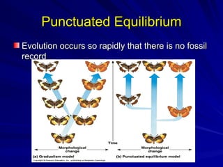 Punctuated Equilibrium
Punctuated Equilibrium
Evolution occurs so rapidly that there is no fossil
Evolution occurs so rapidly that there is no fossil
record
record
 