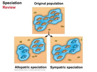 Speciation
Review
Original population
Allopatric speciation Sympatric speciation
 