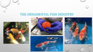 THE ORNAMENTAL FISH INDUSTRY
 