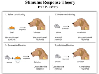 Stimulus Response Theory
Ivan P. Pavlov
 