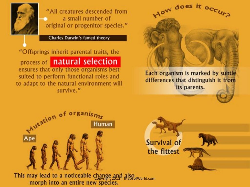 what are the different theories of evolution