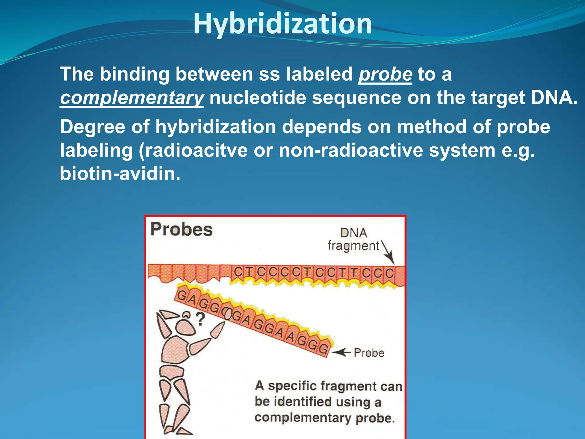 Dr. Azhar Chishti
The binding between ss labeled probe to a
complementary nucleotide sequence on the target DNA.
Degree of hybridization depends on method of probe
labeling (radioacitve or non-radioactive system e.g.
biotin-avidin.
Hybridization
 