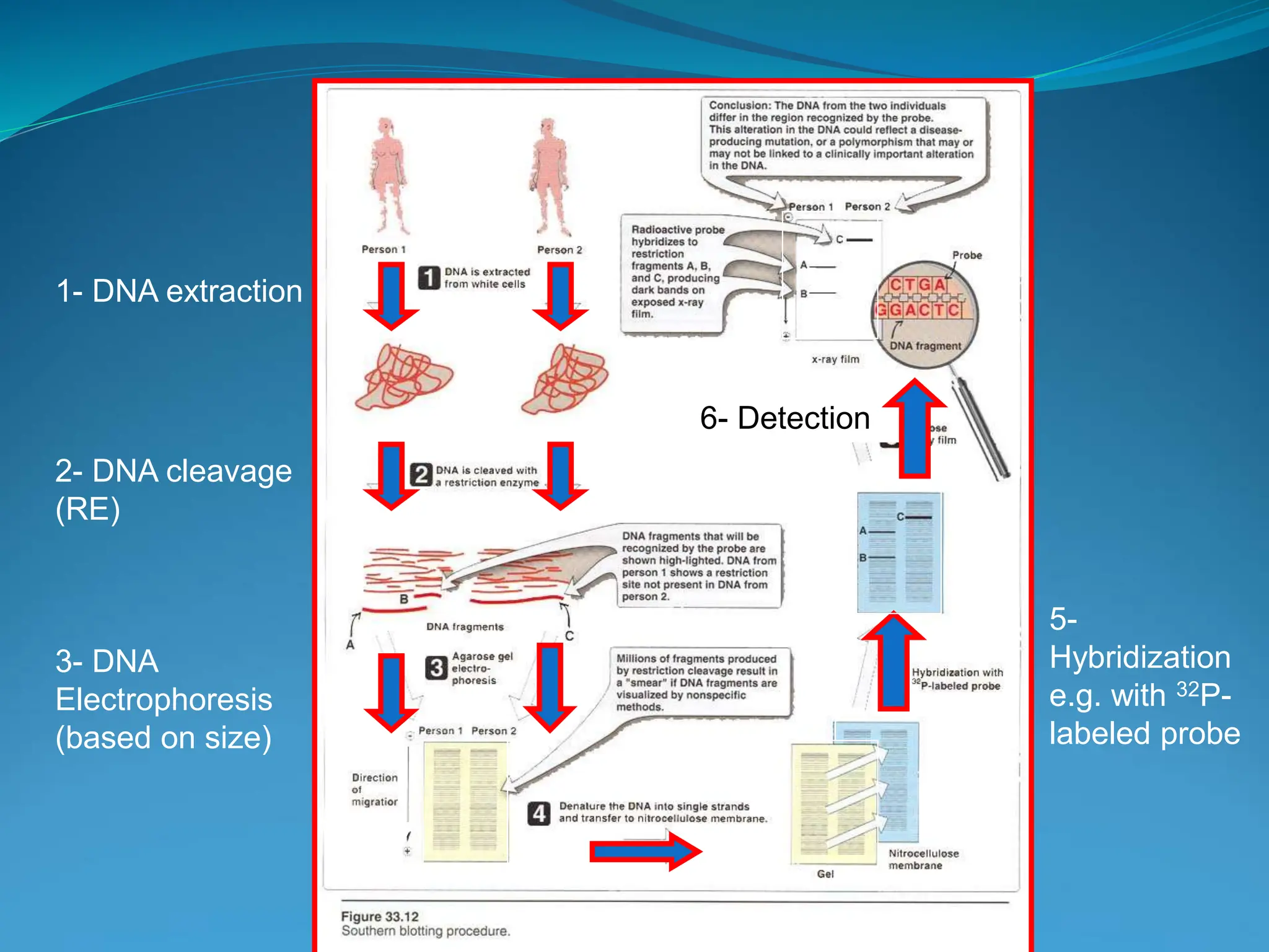 Dr. Azhar Chishti
1- DNA extraction
2- DNA cleavage
(RE)
3- DNA
Electrophoresis
(based on size) -
+
4- DNA Denature, Transfer, blocking,
5-
Hybridization
e.g. with 32P-
labeled probe
6- Detection
 