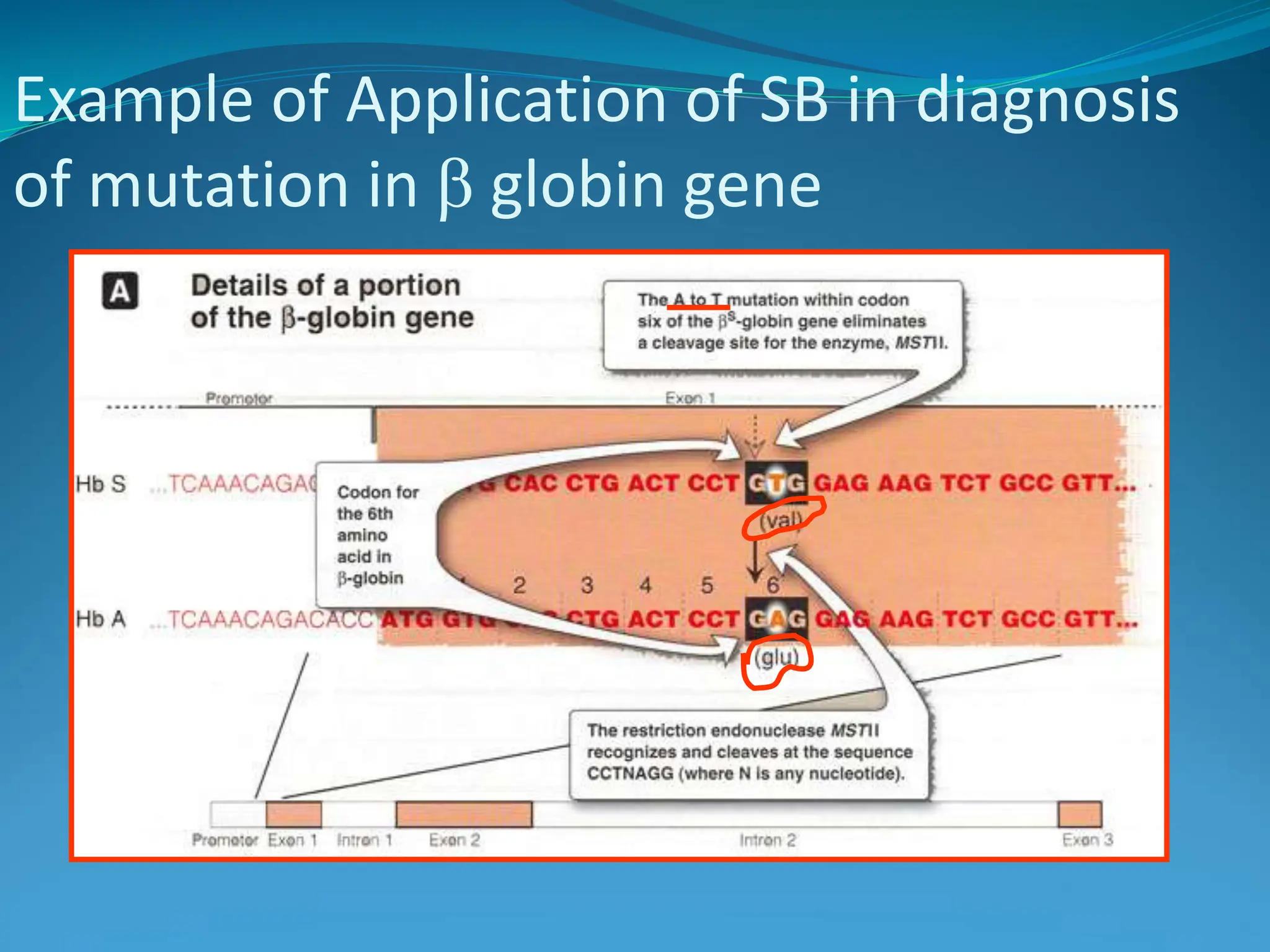 Example of Application of SB in diagnosis
of mutation in  globin gene
 