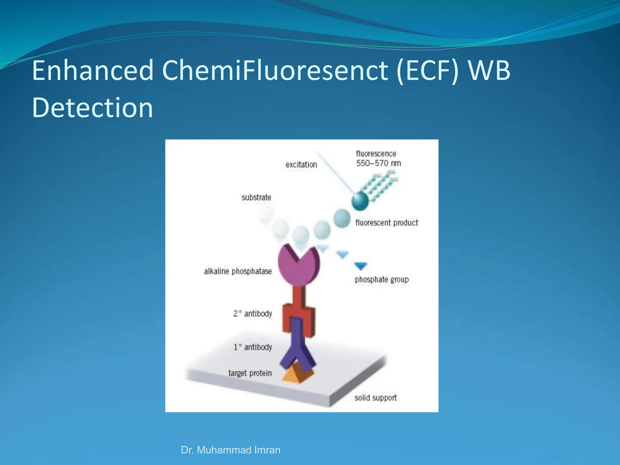 Enhanced ChemiFluoresenct (ECF) WB
Detection
Dr. Muhammad Imran
 