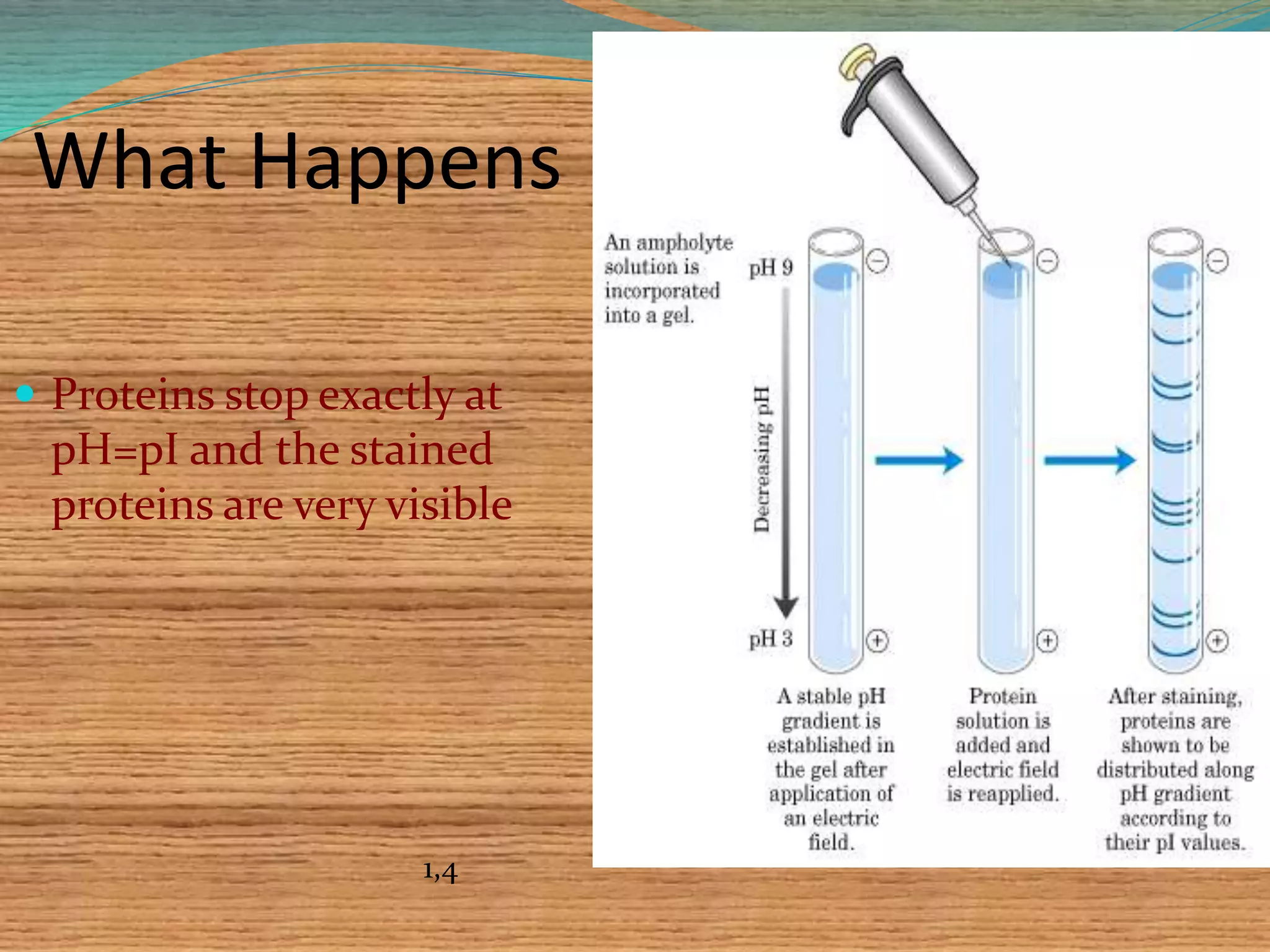 What Happens
 Proteins stop exactly at
pH=pI and the stained
proteins are very visible
1,4
 