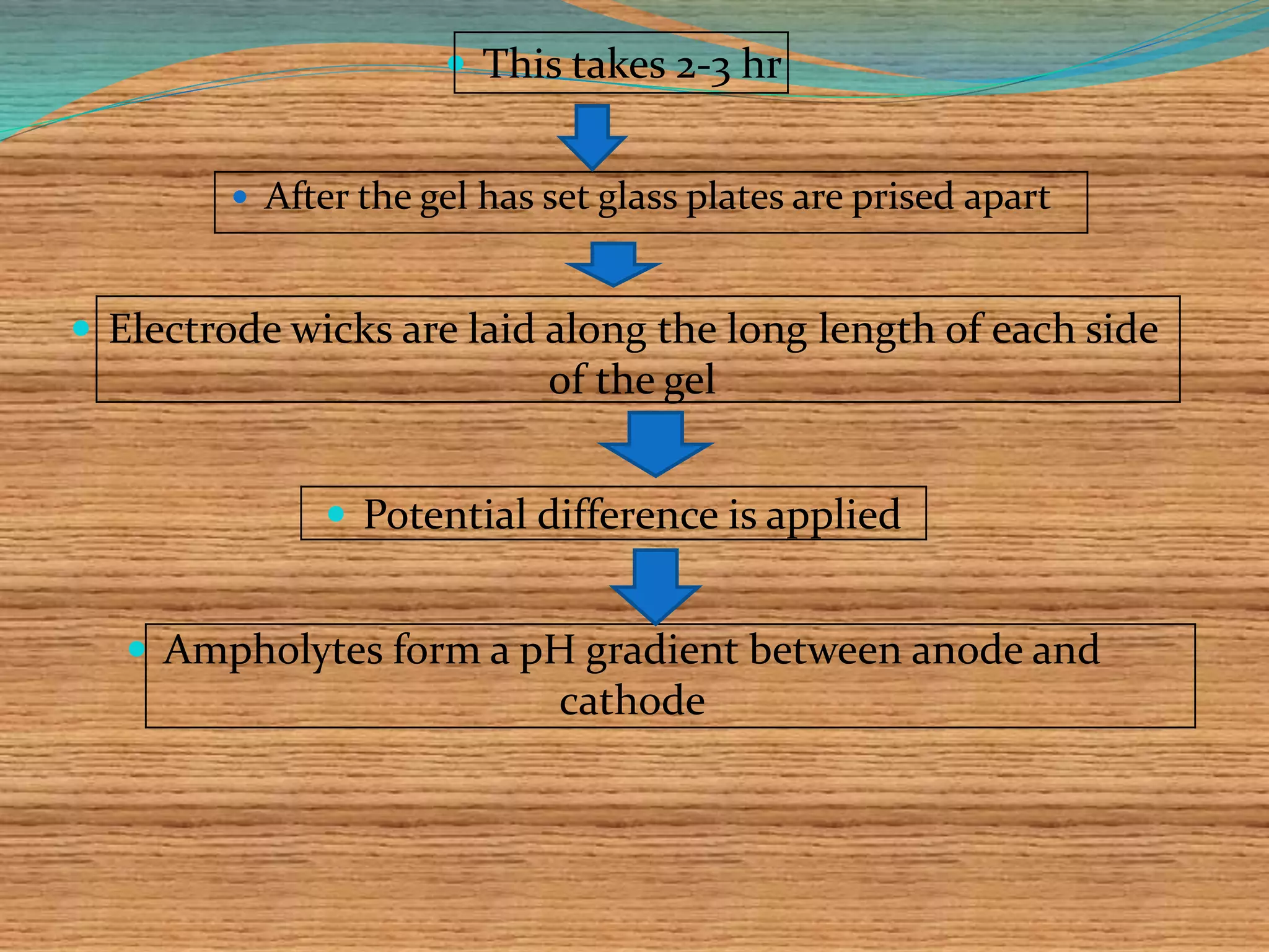  This takes 2-3 hr
 After the gel has set glass plates are prised apart
 Electrode wicks are laid along the long length of each side
of the gel
 Potential difference is applied
 Ampholytes form a pH gradient between anode and
cathode
 