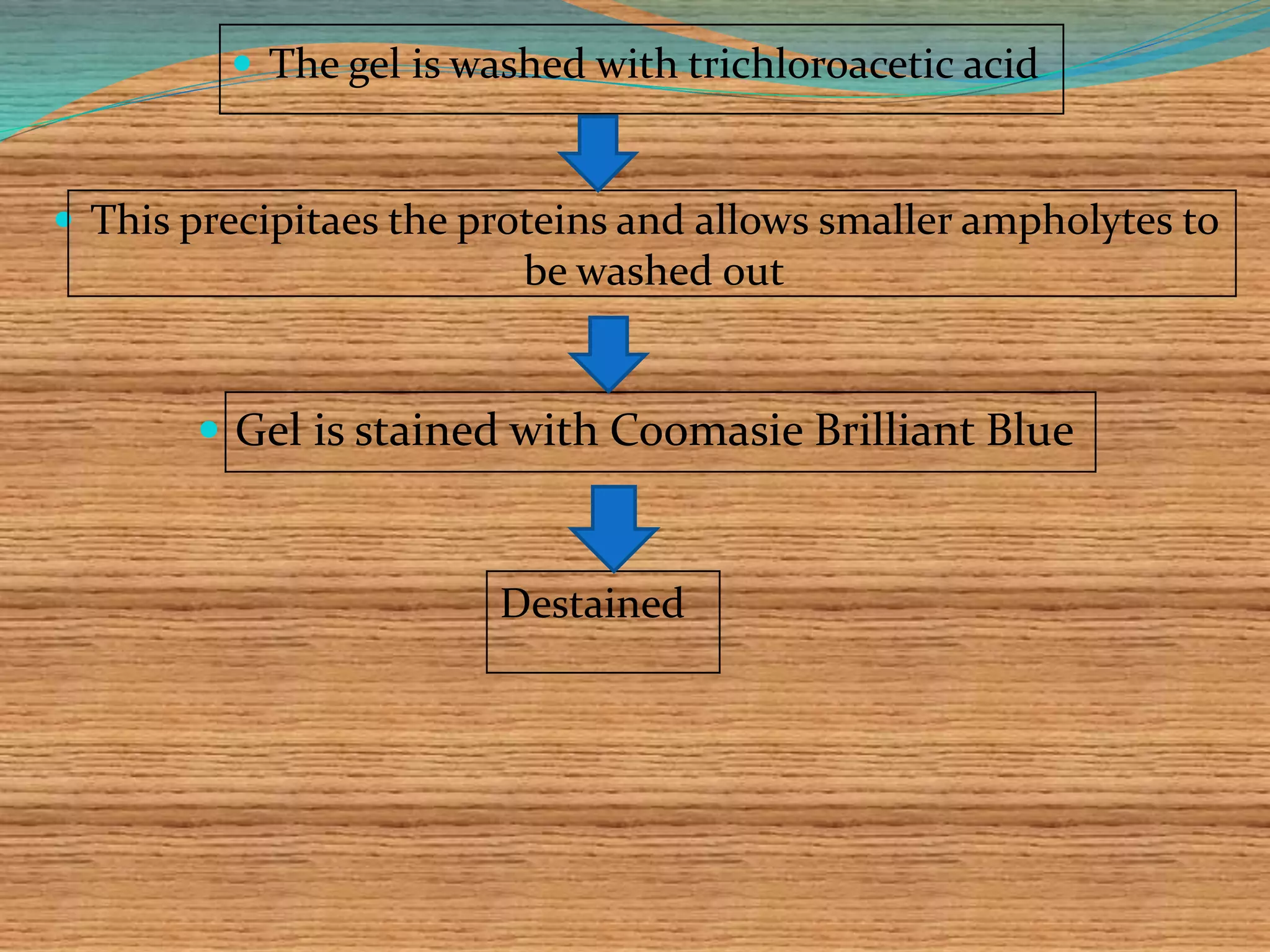  The gel is washed with trichloroacetic acid
 This precipitaes the proteins and allows smaller ampholytes to
be washed out
 Gel is stained with Coomasie Brilliant Blue
Destained
 