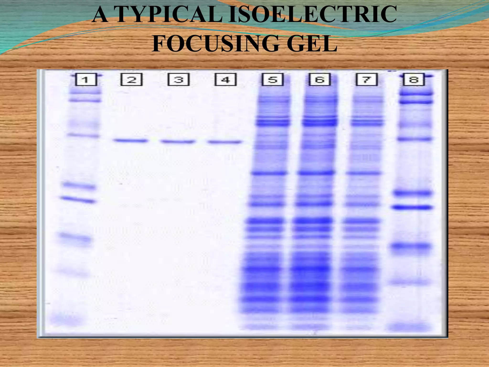 A TYPICAL ISOELECTRIC
FOCUSING GEL
 