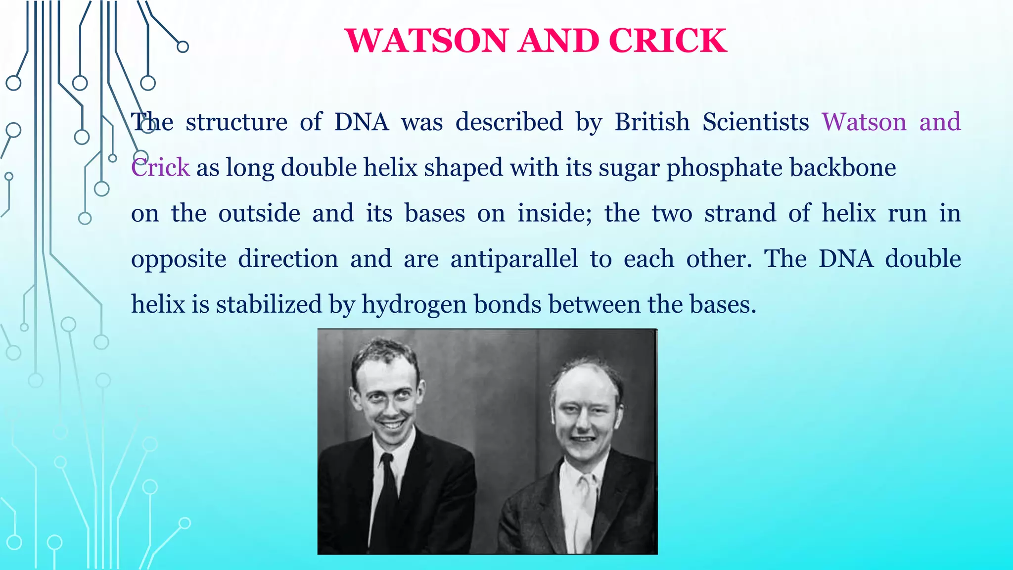 WATSON AND CRICK
The structure of DNA was described by British Scientists Watson and
Crick as long double helix shaped with its sugar phosphate backbone
on the outside and its bases on inside; the two strand of helix run in
opposite direction and are antiparallel to each other. The DNA double
helix is stabilized by hydrogen bonds between the bases.
 