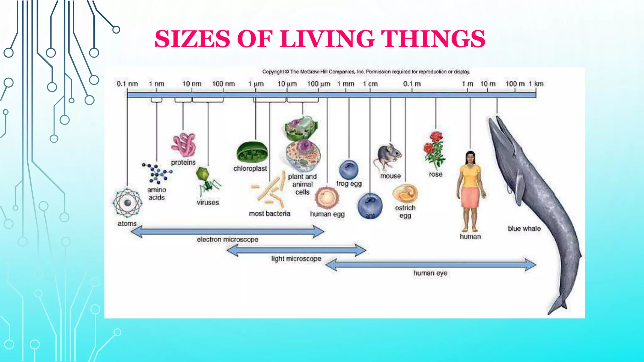 SIZES OF LIVING THINGS
 