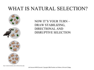 THEORY OF EVOLUTION Beth Mick - LESSON PLAN | PPT