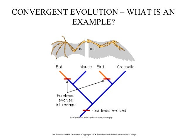 theory of evolution beth mick lesson plan theory of evolution beth mick lesson plan