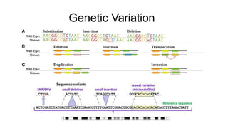 Stem Variation Theory_medical bioinformatics hands on(1).pptx