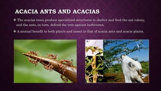 Theory of co-evolution.pptx