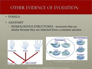 OTHER EVIDENCE OF EVOLUTION FOSSILS ANATOMY HOMOLOGOUS STRUCTURES – structures that are similar because they are inherited from a common ancestor  Life Sciences-HHMI Outreach. Copyright 2006 President and Fellows of Harvard College . http://evolution.berkeley.edu/evolibrary/home.php 