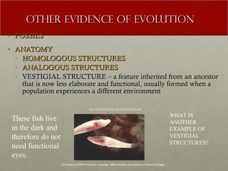 OTHER EVIDENCE OF EVOLUTION FOSSILS ANATOMY HOMOLOGOUS STRUCTURES ANALOGOUS STRUCTURES VESTIGIAL STRUCTURE – a feature inherited from an ancestor that is now less elaborate and functional, usually formed when a population experiences a different environment WHAT IS ANOTHER EXAMPLE OF VESTIGIAL STRUCTURES? Life Sciences-HHMI Outreach. Copyright 2006 President and Fellows of Harvard College . http://evolution.berkeley.edu/evolibrary/home.php These fish live in the dark and therefore do not need functional eyes. 