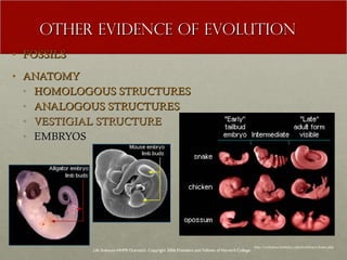 OTHER EVIDENCE OF EVOLUTION FOSSILS ANATOMY HOMOLOGOUS STRUCTURES ANALOGOUS STRUCTURES VESTIGIAL STRUCTURE EMBRYOS Life Sciences-HHMI Outreach. Copyright 2006 President and Fellows of Harvard College . http://evolution.berkeley.edu/evolibrary/home.php 