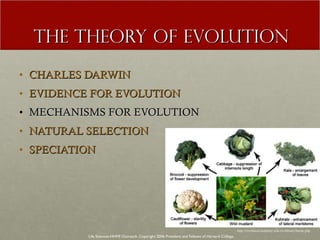 THE THEORY OF EVOLUTION CHARLES DARWIN EVIDENCE FOR EVOLUTION MECHANISMS FOR EVOLUTION NATURAL SELECTION SPECIATION Life Sciences-HHMI Outreach. Copyright 2006 President and Fellows of Harvard College . http://evolution.berkeley.edu/evolibrary/home.php 