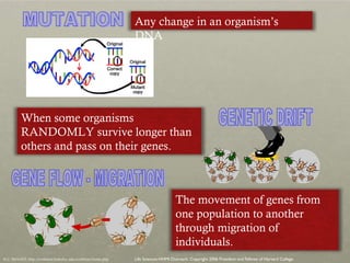 MUTATION GENETIC DRIFT GENE FLOW - MIGRATION Life Sciences-HHMI Outreach. Copyright 2006 President and Fellows of Harvard College . ALL IMAGES: http://evolution.berkeley.edu/evolibrary/home.php Any change in an organism’s DNA When some organisms RANDOMLY survive longer than others and pass on their genes. The movement of genes from one population to another through migration of individuals.  