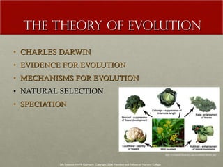 THE THEORY OF EVOLUTION CHARLES DARWIN EVIDENCE FOR EVOLUTION MECHANISMS FOR EVOLUTION NATURAL SELECTION SPECIATION Life Sciences-HHMI Outreach. Copyright 2006 President and Fellows of Harvard College . http://evolution.berkeley.edu/evolibrary/home.php 