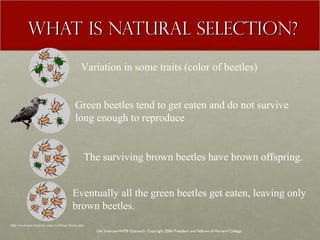 WHAT IS NATURAL SELECTION? Life Sciences-HHMI Outreach. Copyright 2006 President and Fellows of Harvard College . http://evolution.berkeley.edu/evolibrary/home.php Variation in some traits (color of beetles) Green beetles tend to get eaten and do not survive long enough to reproduce  The surviving brown beetles have brown offspring. Eventually all the green beetles get eaten, leaving only brown beetles.  