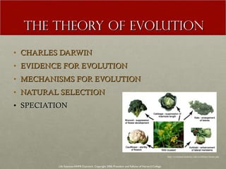 THE THEORY OF EVOLUTION CHARLES DARWIN EVIDENCE FOR EVOLUTION MECHANISMS FOR EVOLUTION NATURAL SELECTION SPECIATION Life Sciences-HHMI Outreach. Copyright 2006 President and Fellows of Harvard College . http://evolution.berkeley.edu/evolibrary/home.php 