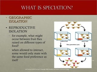 WHAT IS SPECIATION? GEOGRAPHIC ISOLATION REPRODUCTIVE ISOLATION for example, what might occur between fruit flies raised on different types of food?  when allowed to interact, some would only mate with the same food preference as itself Life Sciences-HHMI Outreach. Copyright 2006 President and Fellows of Harvard College . http://evolution.berkeley.edu/evolibrary/home.php 