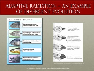 ADAPTIVE RADIATION – AN EXAMPLE OF DIVERGENT EVOLUTION Life Sciences-HHMI Outreach. Copyright 2006 President and Fellows of Harvard College . http://evolution.berkeley.edu/evolibrary/home.php http://www.vanderbilt.edu/AnS/english/Clayton/Galapago_finches.gif 