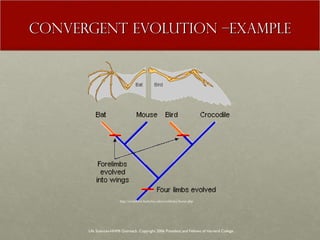 CONVERGENT EVOLUTION –EXAMPLE Life Sciences-HHMI Outreach. Copyright 2006 President and Fellows of Harvard College . http://evolution.berkeley.edu/evolibrary/home.php 