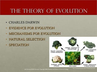 THE THEORY OF EVOLUTION CHARLES DARWIN EVIDENCE FOR EVOLUTION MECHANISMS FOR EVOLUTION NATURAL SELECTION SPECIATION Life Sciences-HHMI Outreach. Copyright 2006 President and Fellows of Harvard College . http://evolution.berkeley.edu/evolibrary/home.php 