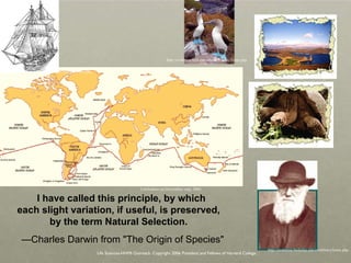 I have called this principle, by which each slight variation, if useful, is preserved,  by the term Natural Selection.    — Charles Darwin from "The Origin of Species" Life Sciences-HHMI Outreach. Copyright 2006 President and Fellows of Harvard College . http://evolution.berkeley.edu/evolibrary/home.php http://evolution.berkeley.edu/evolibrary/home.php www.darwinday.org/englishL/life/beagle.ht Used by permission of Darwin Day  Celebration (at DarwinDay.org), 2006 www.darwinday.org/englishL/life/beagle.html http://evolution.berkeley.edu/evolibrary/home.php 