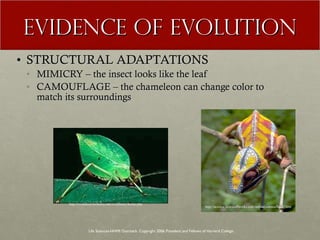 EVIDENCE OF EVOLUTION STRUCTURAL ADAPTATIONS MIMICRY – the insect looks like the leaf CAMOUFLAGE – the chameleon can change color to match its surroundings Life Sciences-HHMI Outreach. Copyright 2006 President and Fellows of Harvard College . http://evolution.berkeley.edu/evolibrary/home.php http://science.howstuffworks.com/animal-camouflage2.htm 
