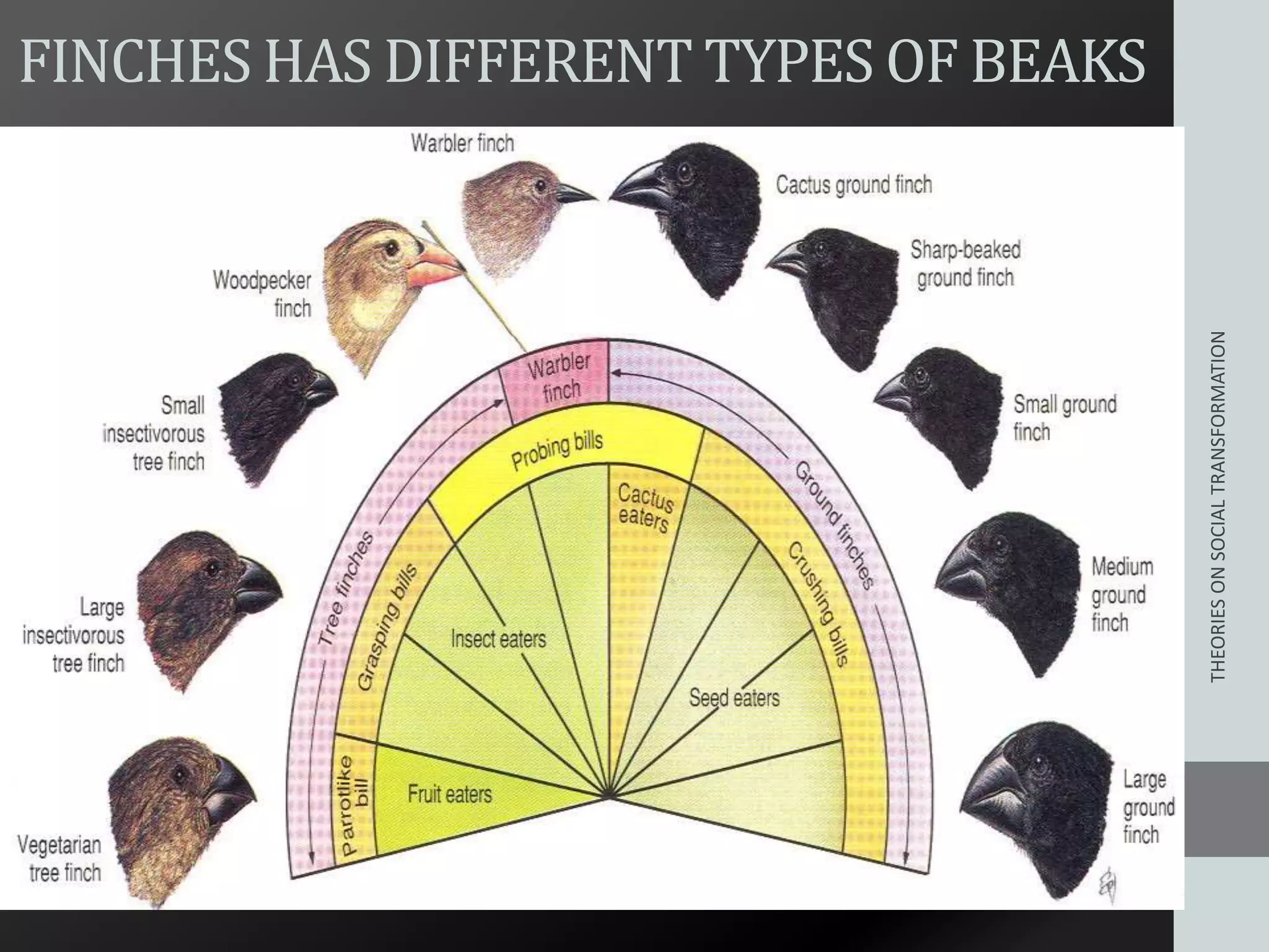 FINCHES HAS DIFFERENT TYPES OF BEAKS
THEORIESONSOCIALTRANSFORMATION
 