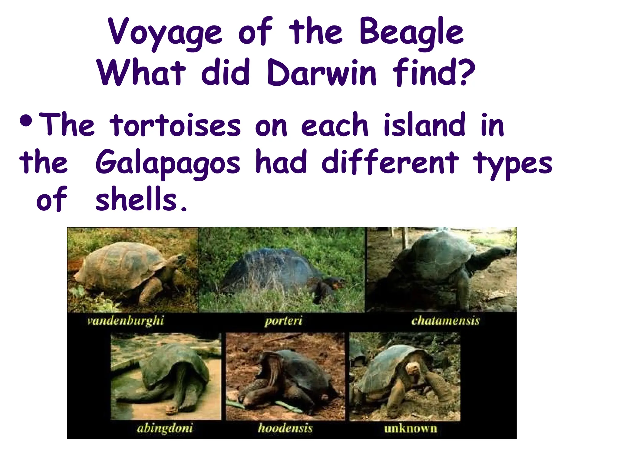 Voyage of the Beagle
What did Darwin find?
The tortoises on each island in
the Galapagos had different types
of shells.
 