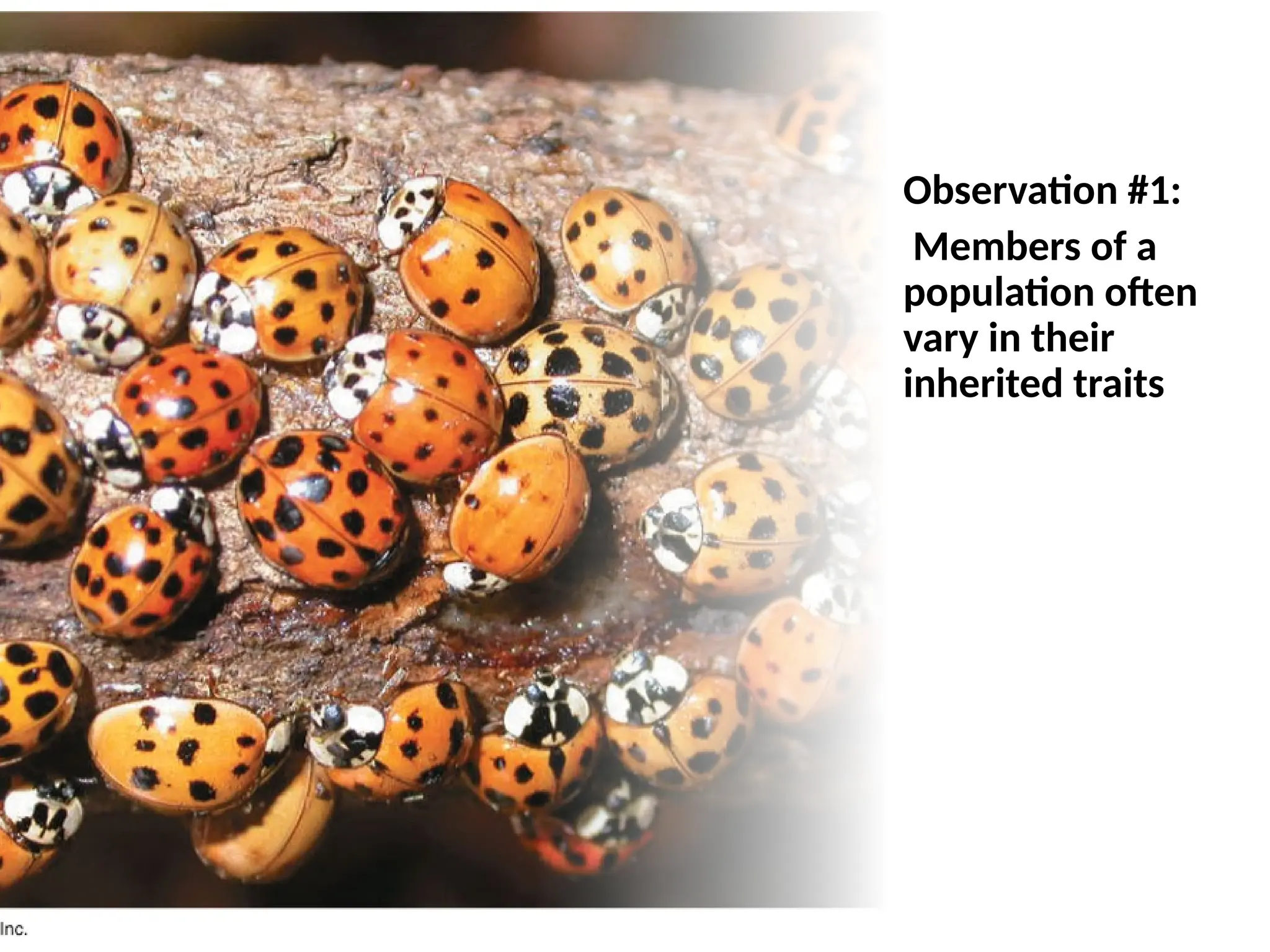 Observation #1:
Members of a
population often
vary in their
inherited traits
 