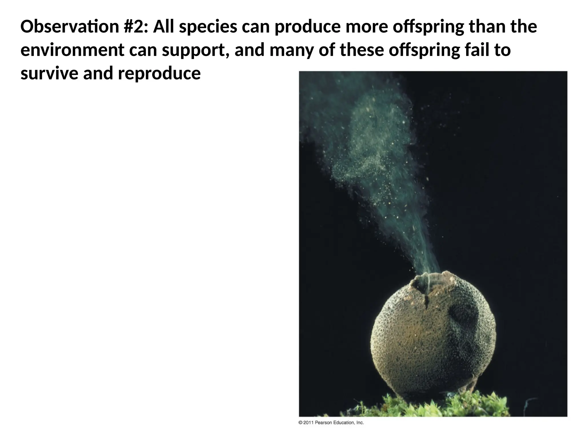 Spore
cloud
Observation #2: All species can produce more offspring than the
environment can support, and many of these offspring fail to
survive and reproduce
 