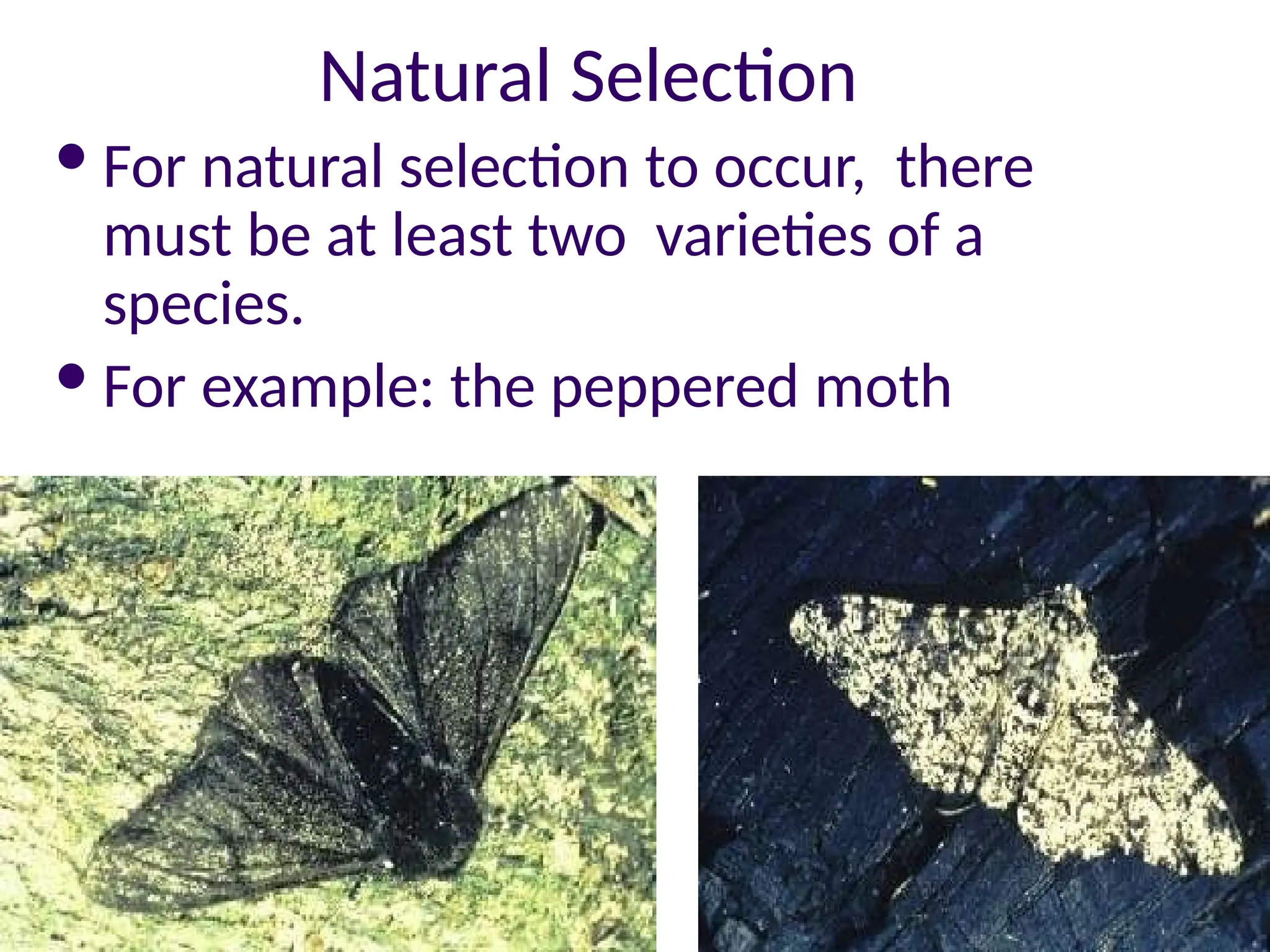 Natural Selection
For natural selection to occur, there
must be at least two varieties of a
species.
For example: the peppered moth
 