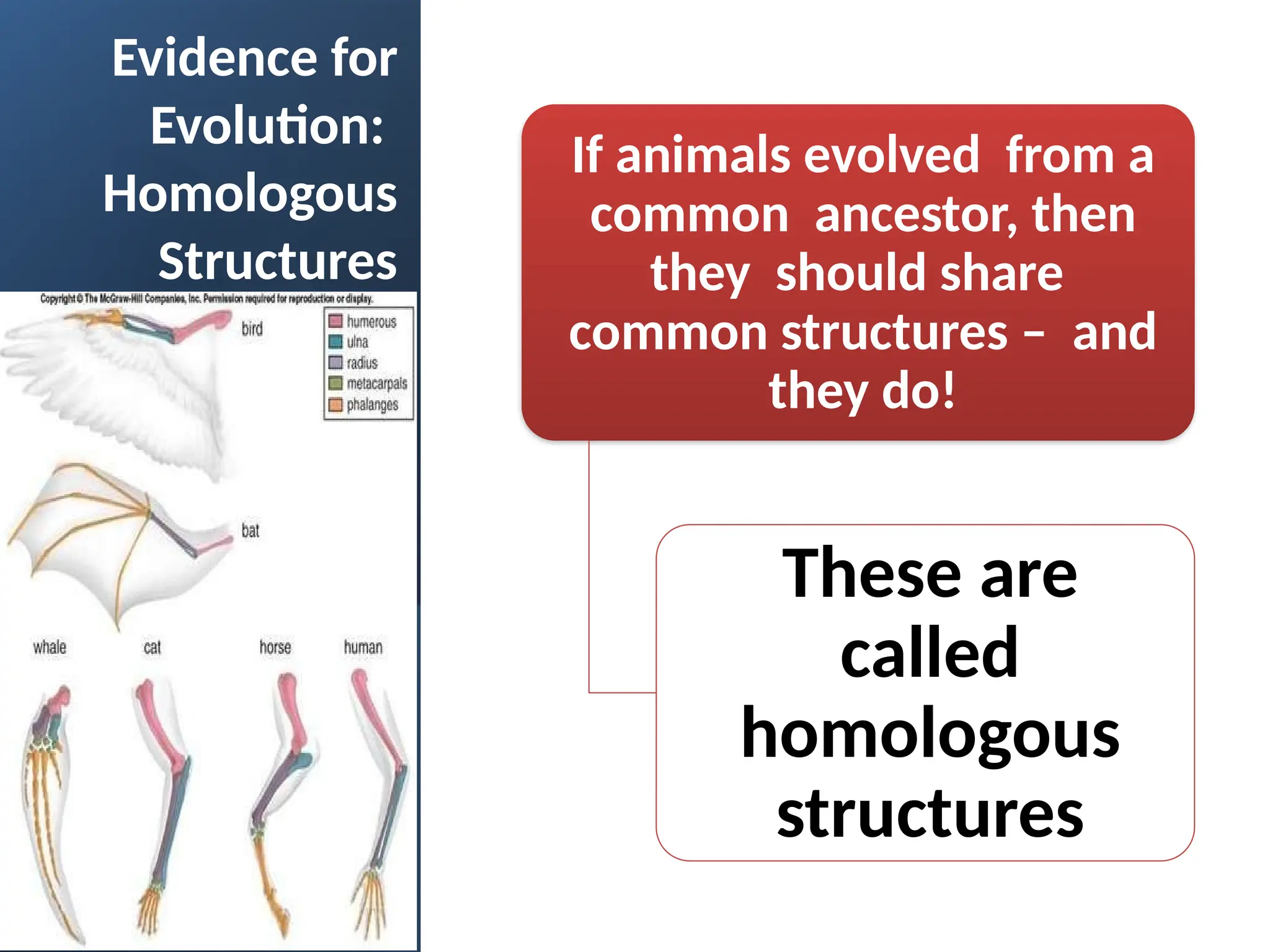 Evidence for
Evolution:
Homologous
Structures
If animals evolved from a
common ancestor, then
they should share
common structures – and
they do!
These are
called
homologous
structures
 