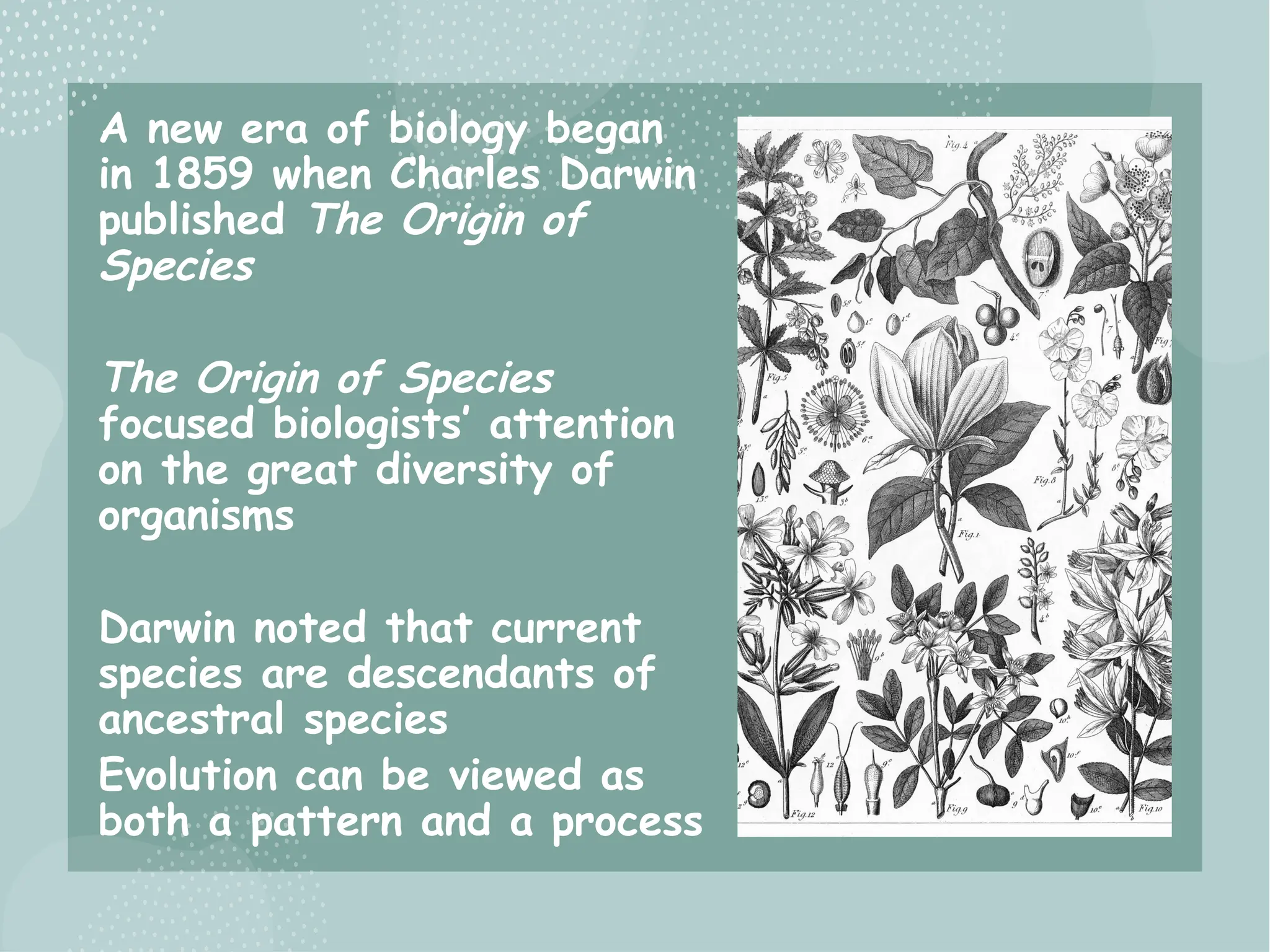 A new era of biology began
in 1859 when Charles Darwin
published The Origin of
Species
The Origin of Species
focused biologists’ attention
on the great diversity of
organisms
Darwin noted that current
species are descendants of
ancestral species
Evolution can be viewed as
both a pattern and a process
 
