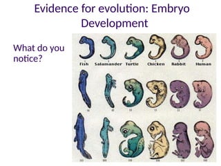 Theory of Evolution (mechanism of developing) | PPTX