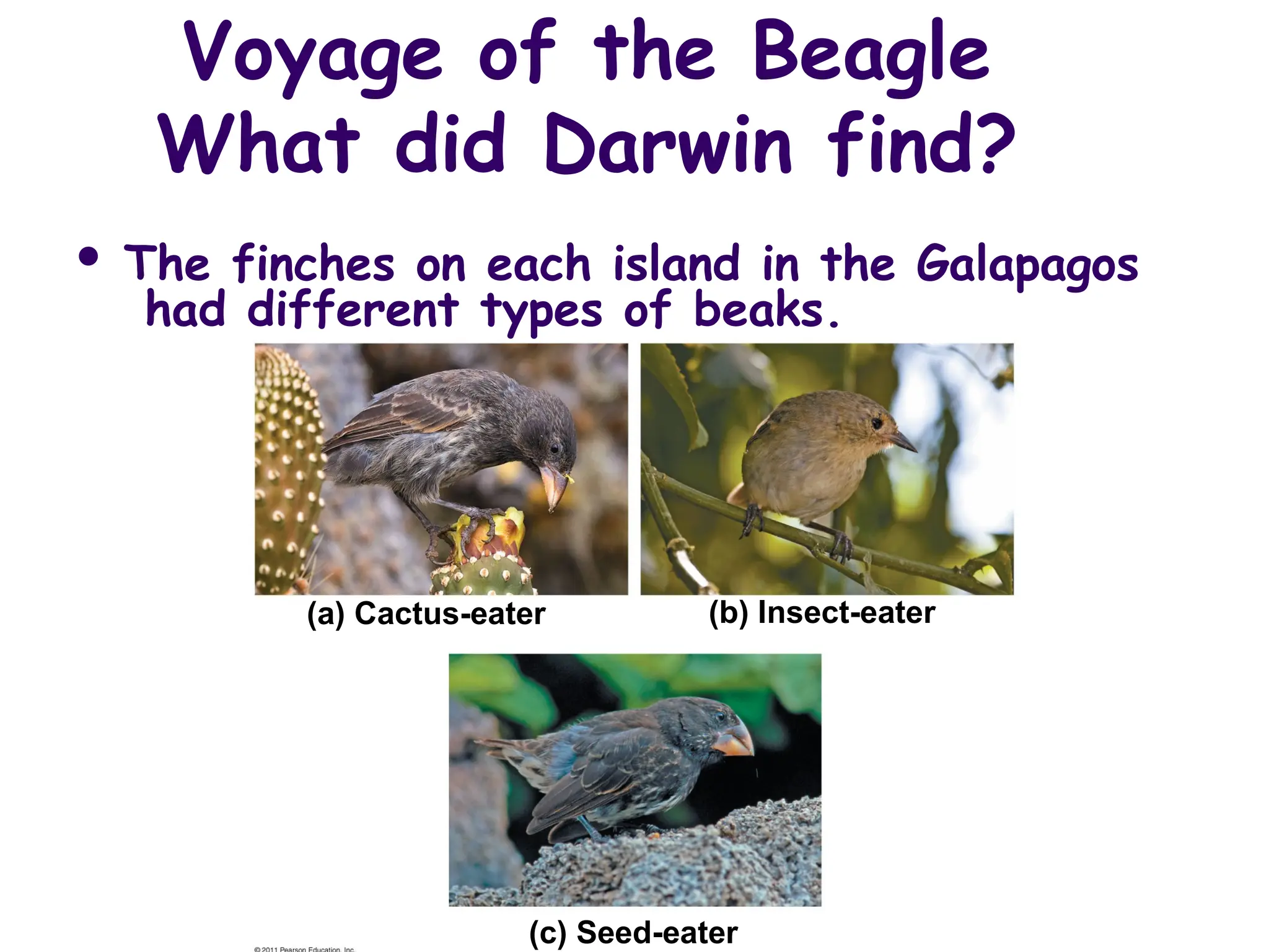 Voyage of the Beagle
What did Darwin find?
 The finches on each island in the Galapagos
had different types of beaks.
(a) Cactus-eater (b) Insect-eater
(c) Seed-eater
 