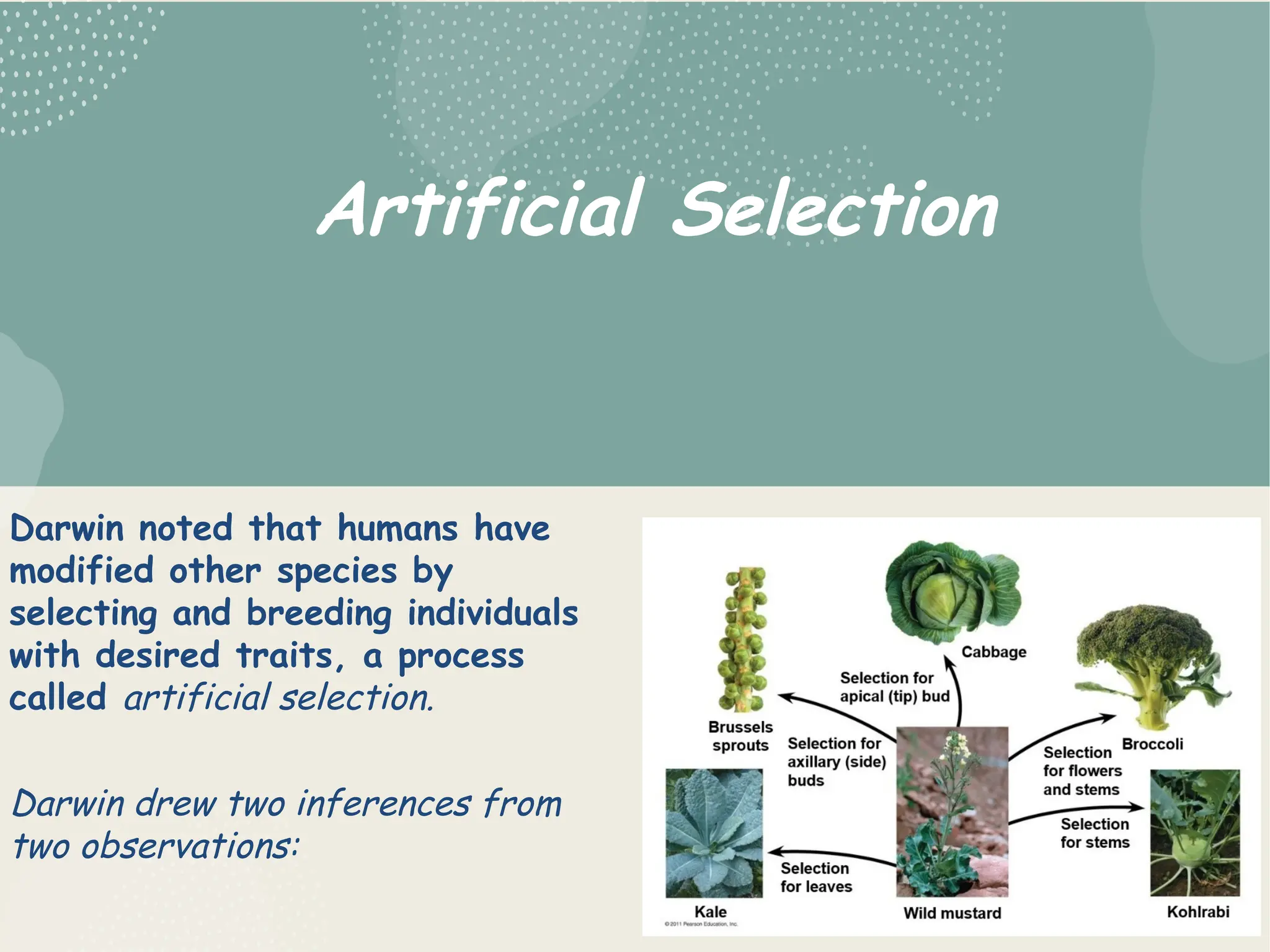 Artificial Selection
Darwin noted that humans have
modified other species by
selecting and breeding individuals
with desired traits, a process
called artificial selection.
Darwin drew two inferences from
two observations:
 