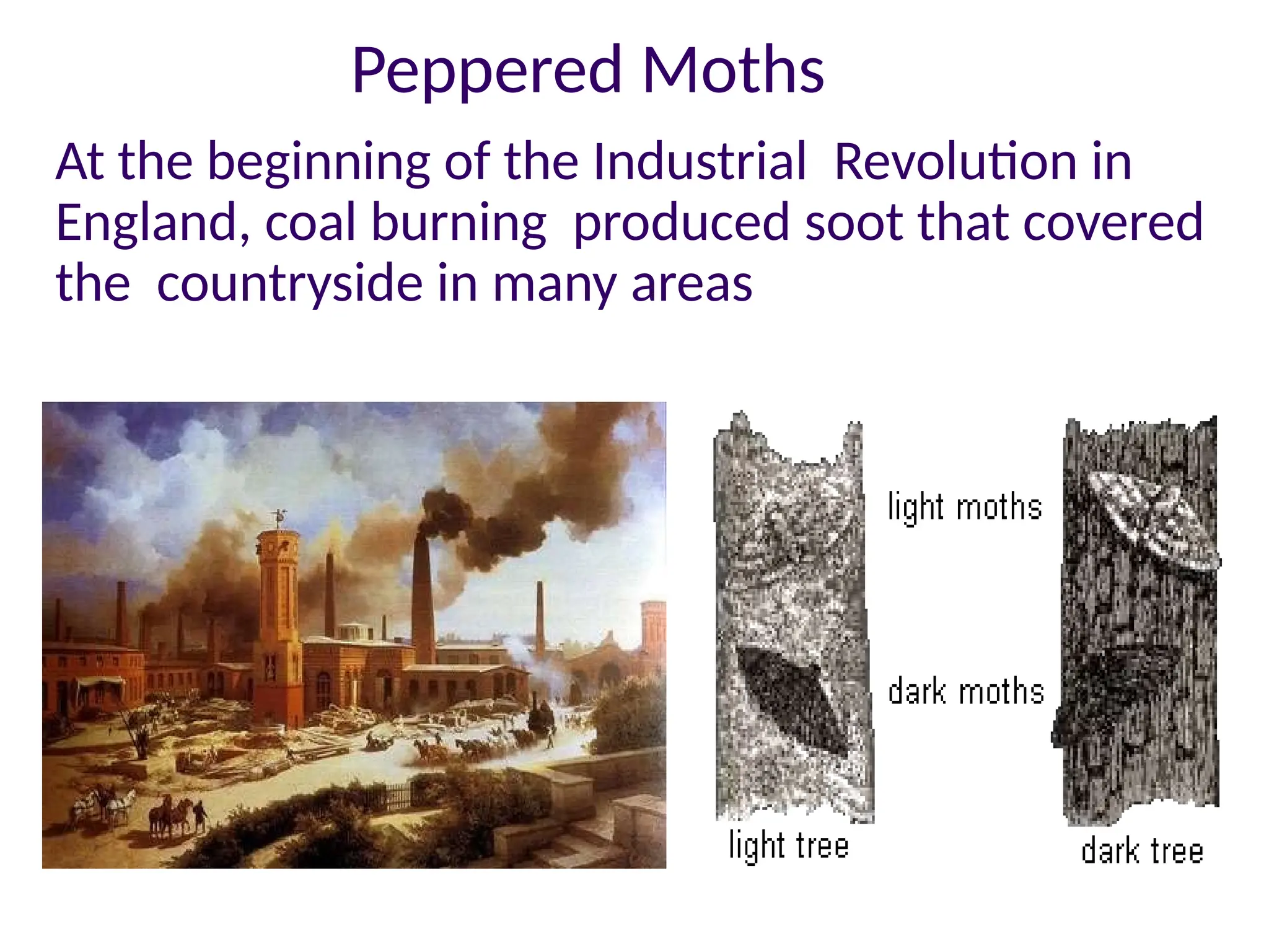 Peppered Moths
At the beginning of the Industrial Revolution in
England, coal burning produced soot that covered
the countryside in many areas
 