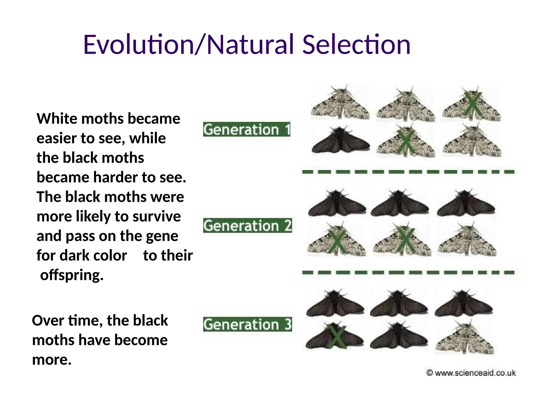 Evolution/Natural Selection
White moths became
easier to see, while
the black moths
became harder to see.
The black moths were
more likely to survive
and pass on the gene
for dark color to their
offspring.
Over time, the black
moths have become
more.
 
